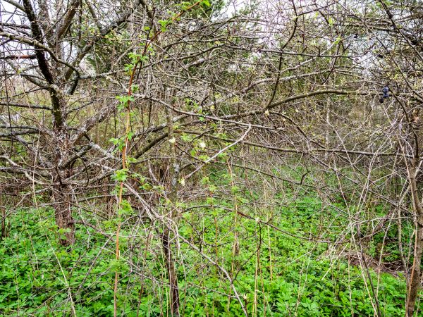 Underbrush Clearing in North Canton