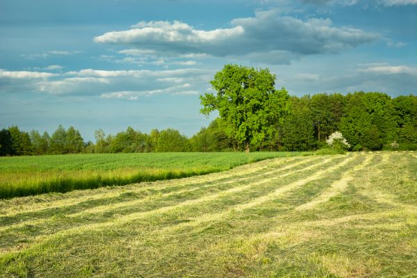 Vegetation Removal in North Canton