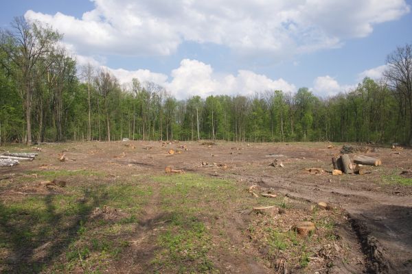 Pasture Clearing in North Canton