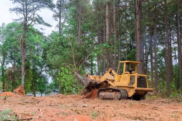 Forest Thinning in North Canton