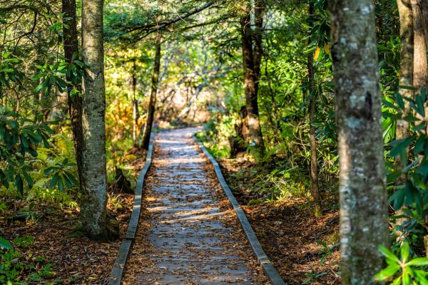 Trail Clearing in North Canton